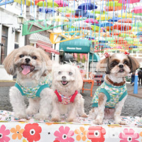 0912ハウステンボス 犬吉猫吉 お散歩ウォッチング写真 グッズ販売サイト